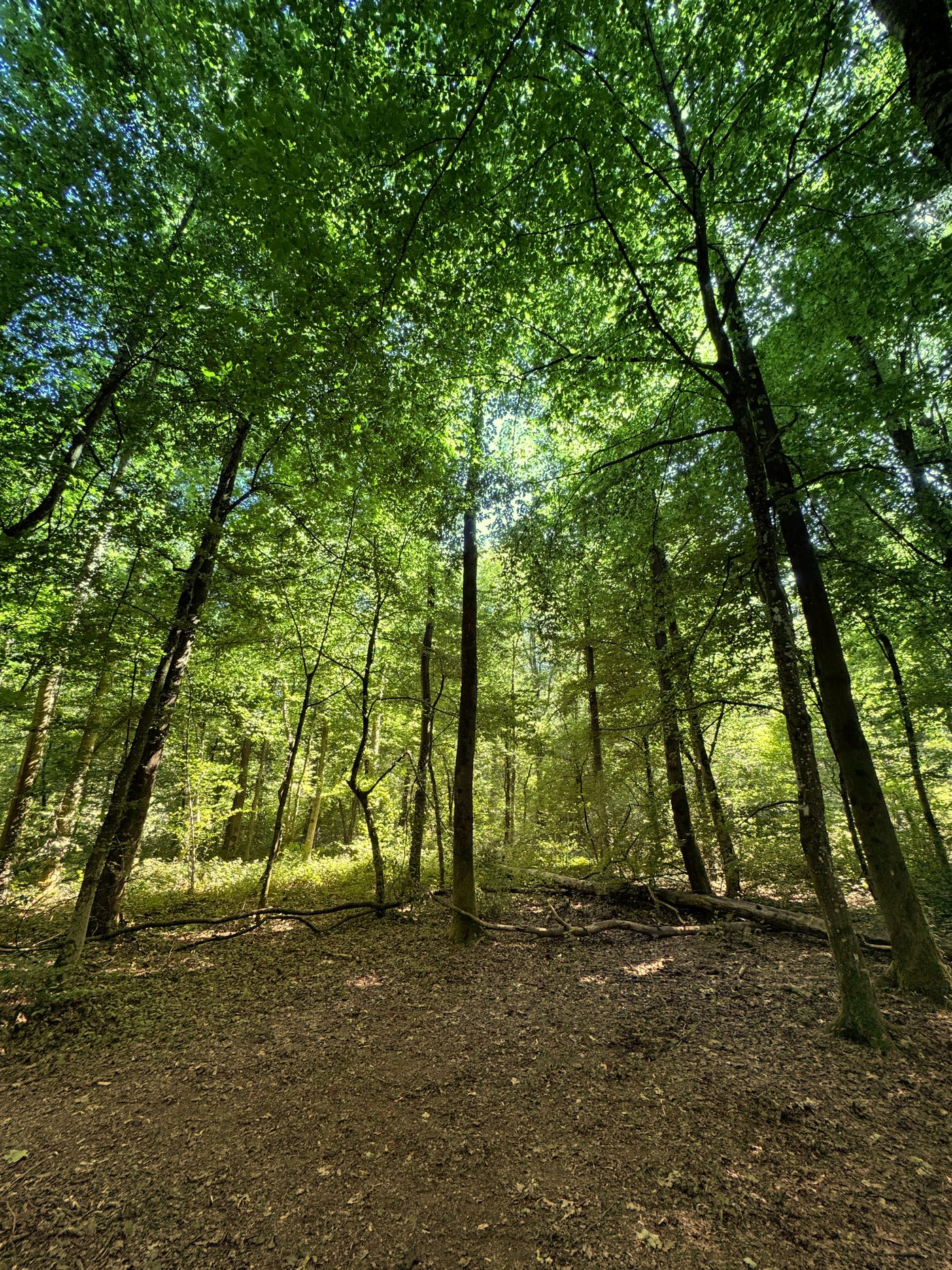 Mooswald Freiburg